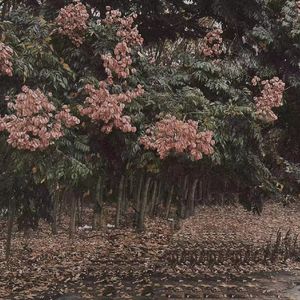 我是娇小魅魔的忠实仆人2
